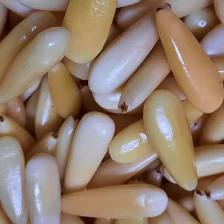 PIÑONES EN ALMÍBAR 100 gramos 3