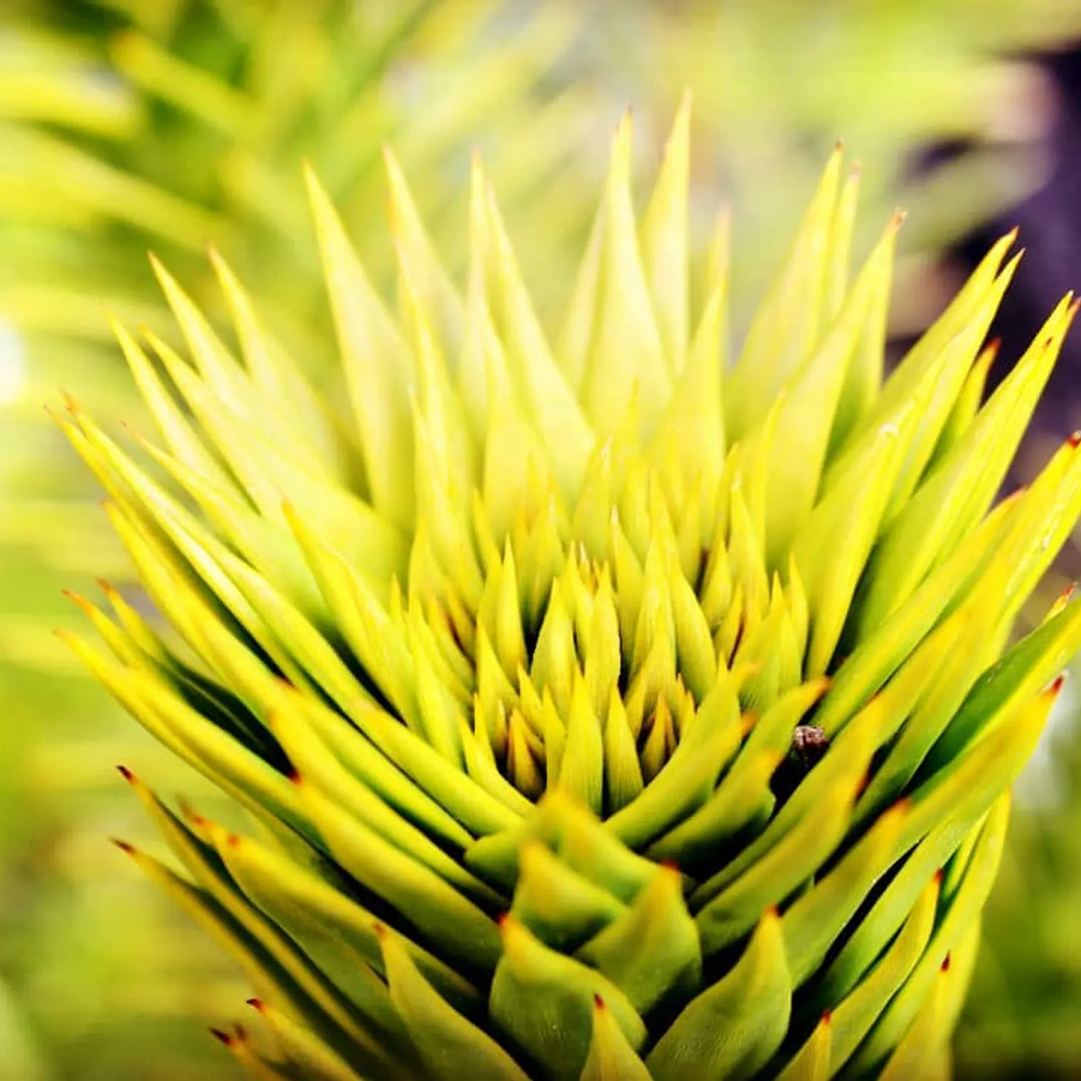 PIÑONES EN ALMÍBAR 100 gramos 8