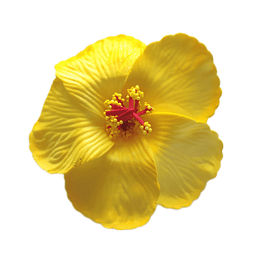 Flores hibisco amarillo con pinza para el cabello