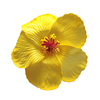 Flores hibisco amarillo con pinza para el cabello