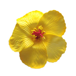 Flores hibisco amarillo 7cm con pinza para el cabello