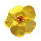 Flores hibisco amarillo 7cm con pinza para el cabello - thumbnail 1