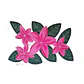 Pareo Blanco / 4 Tipanie fucsia Napohe 1,75x1,15mts - Miniatura 1