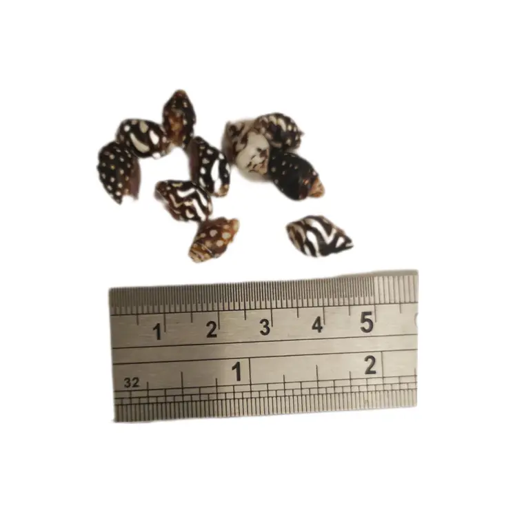 Bolsa 100 Conchitas cafe tamaño entre 0,8 y 1cm  2