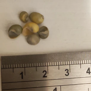 Bolsa 18grs Conchitas verde amarillo tamaño entre 0,3 y 0,5cm