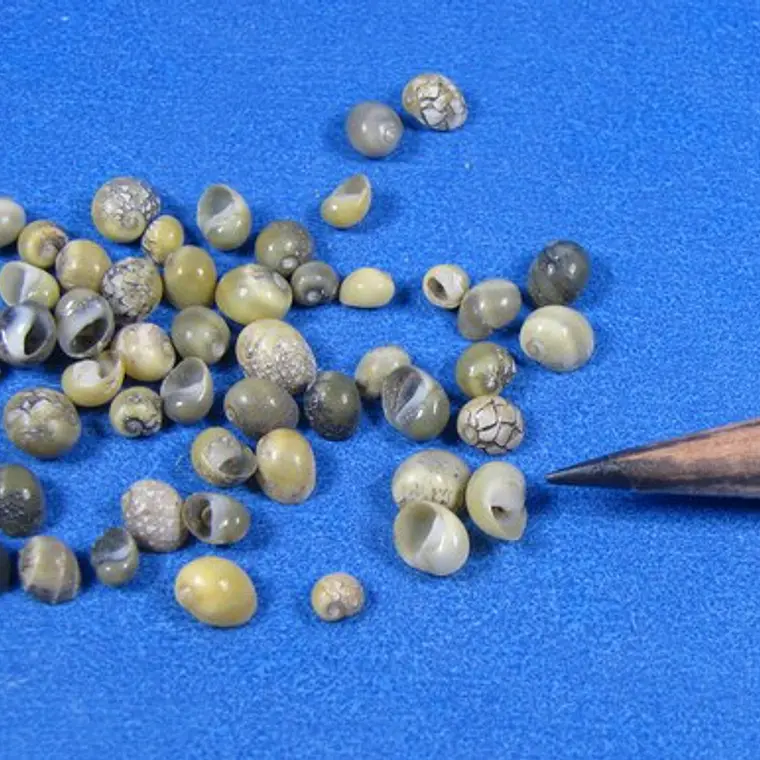 Bolsa 18grs Conchitas verde amarillo tamaño entre 0,3 y 0,5cm 4