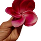 Flor Para El Cabello Con Palito Tipanie Magenta - thumbnail 2