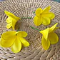 Flor Frangipanie Amarillo Con Palito para el cabello - Miniatura 2