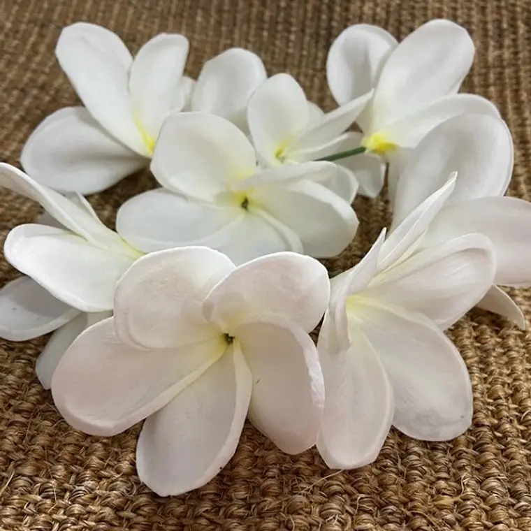 Flor Frangipanie Blanco Amarillo Con Palito para cabello 3