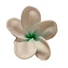 Flor Frangipanie blanco con verde Con Palito para cabello