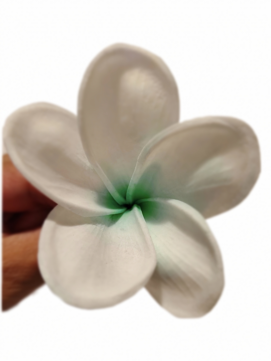Flor Frangipanie blanco con verde Con Palito para cabello