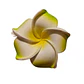 Flores Frangipani verde goma eva Tipo Tiburon - thumbnail 3