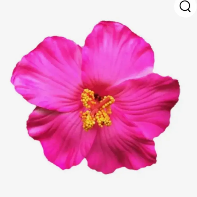 Flores hibisco fucsia con pinza para el cabello 2