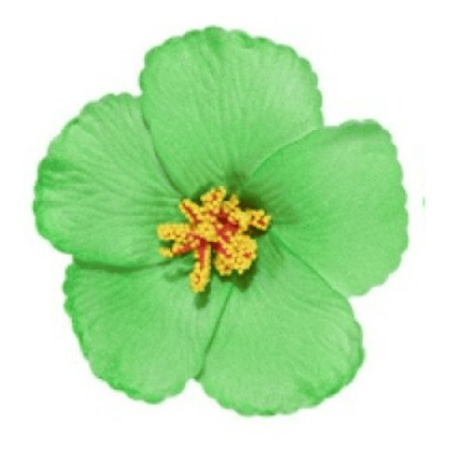 pack 10 Flor Hibisco Verde Con Pinza para el cabello