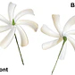 1 flor tiare B centro verde con palito para el cabello - Miniatura 1
