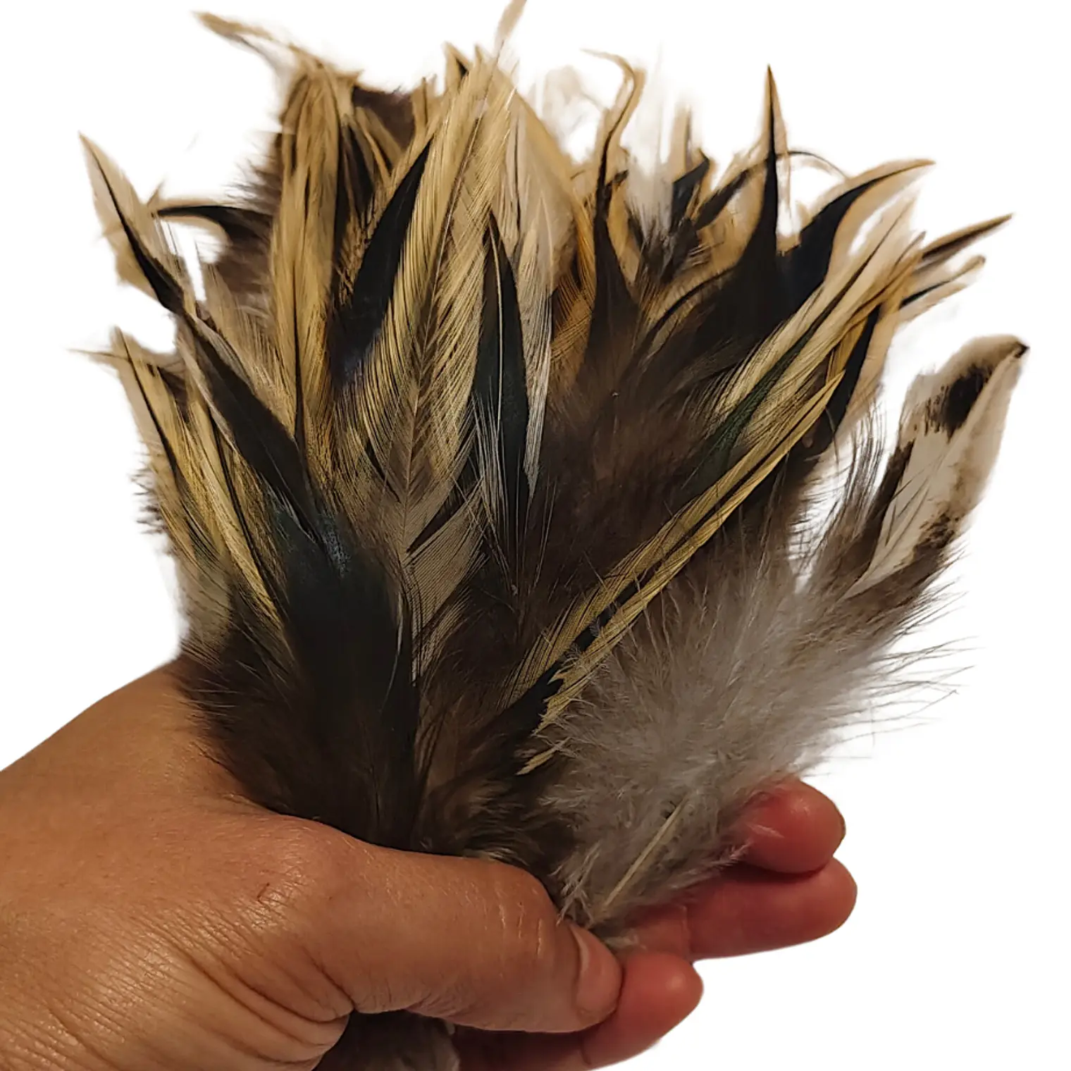 bolsa 100 Plumas beige Claro con negro 10 a 12 Cm punta 5