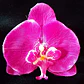 Pack 10 Orquídea lila de tela para el cabello - Miniatura 3
