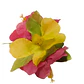 Flor Pinza metalica 3 Hibiscos Fucsia / Amarillo de tela Para El Cabello - thumbnail 4