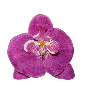 Pack 10 Orquídea lila de tela para el cabello