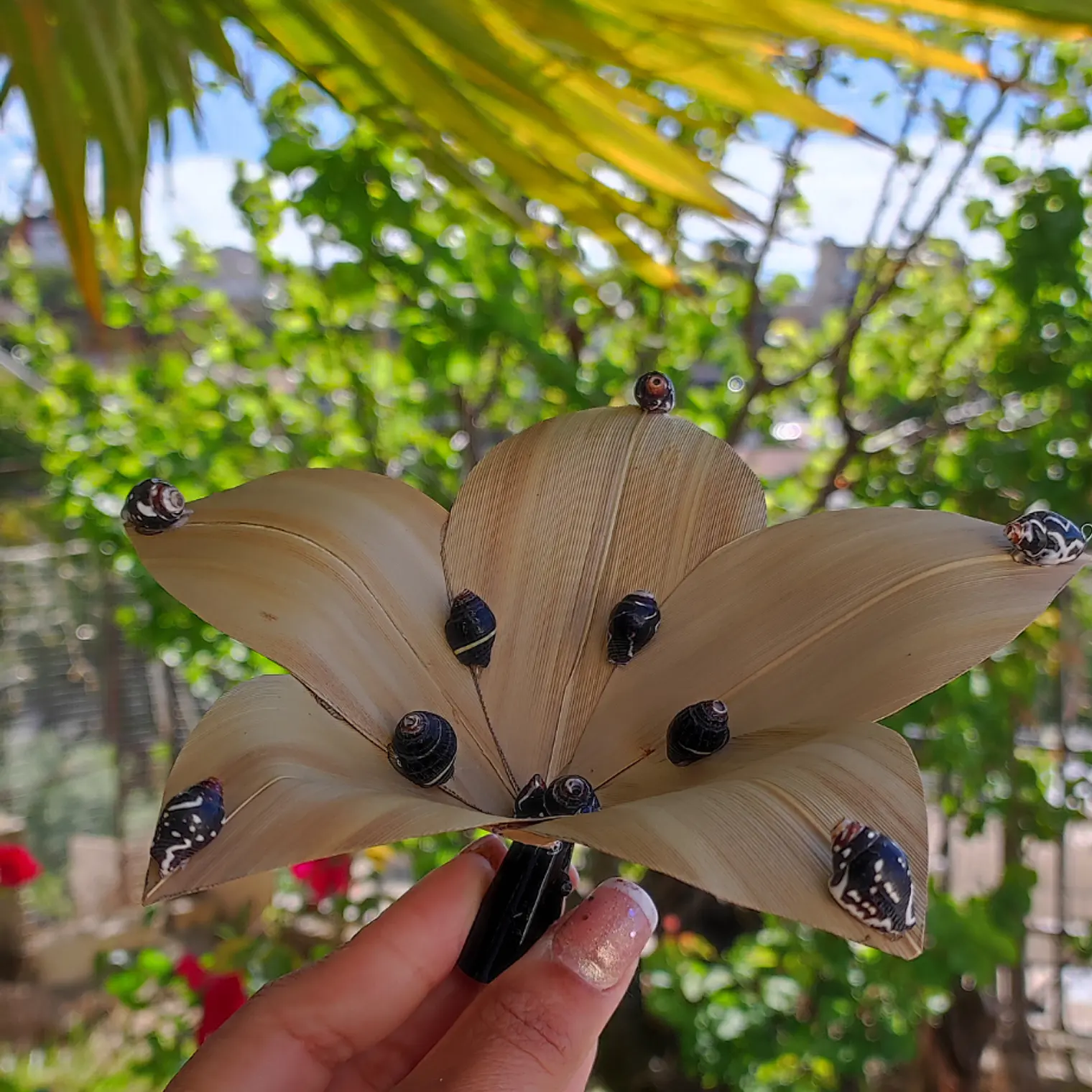 Flor Pandanus Con conchitas negras Para El Cabello 6