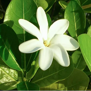 Pack 3 Monoi Tiki Tahiti Tiare Vainilla Coco Bronzant 120ml