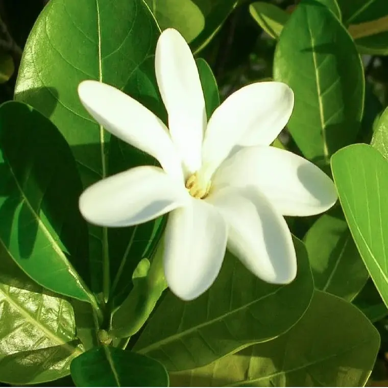 Monoi Tiki Tahiti Coco Bronzant Sun 120ml 10