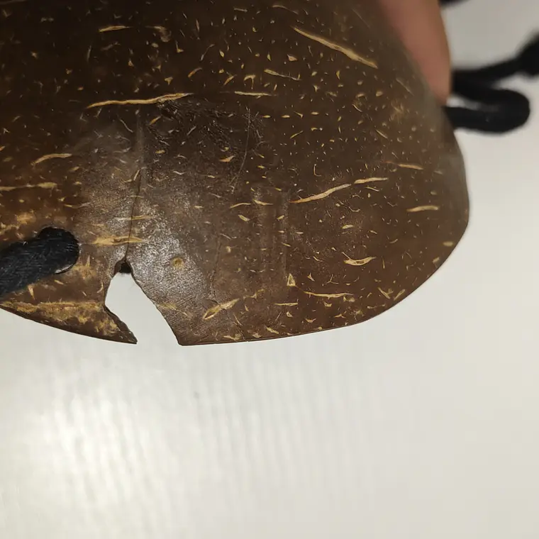 Sosten De Coco conchitas 10,5CM un borde quebrado Ideal Para Danza Polinesica 4