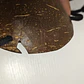 Sosten De Coco conchitas 10,5CM un borde quebrado Ideal Para Danza Polinesica - thumbnail 4