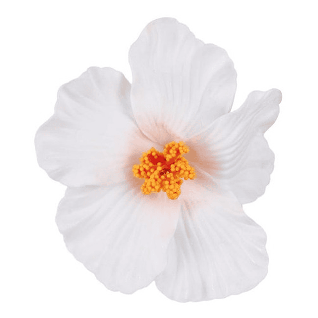 Pack 5 Flor Hibisco blanco con pinza para el cabello
