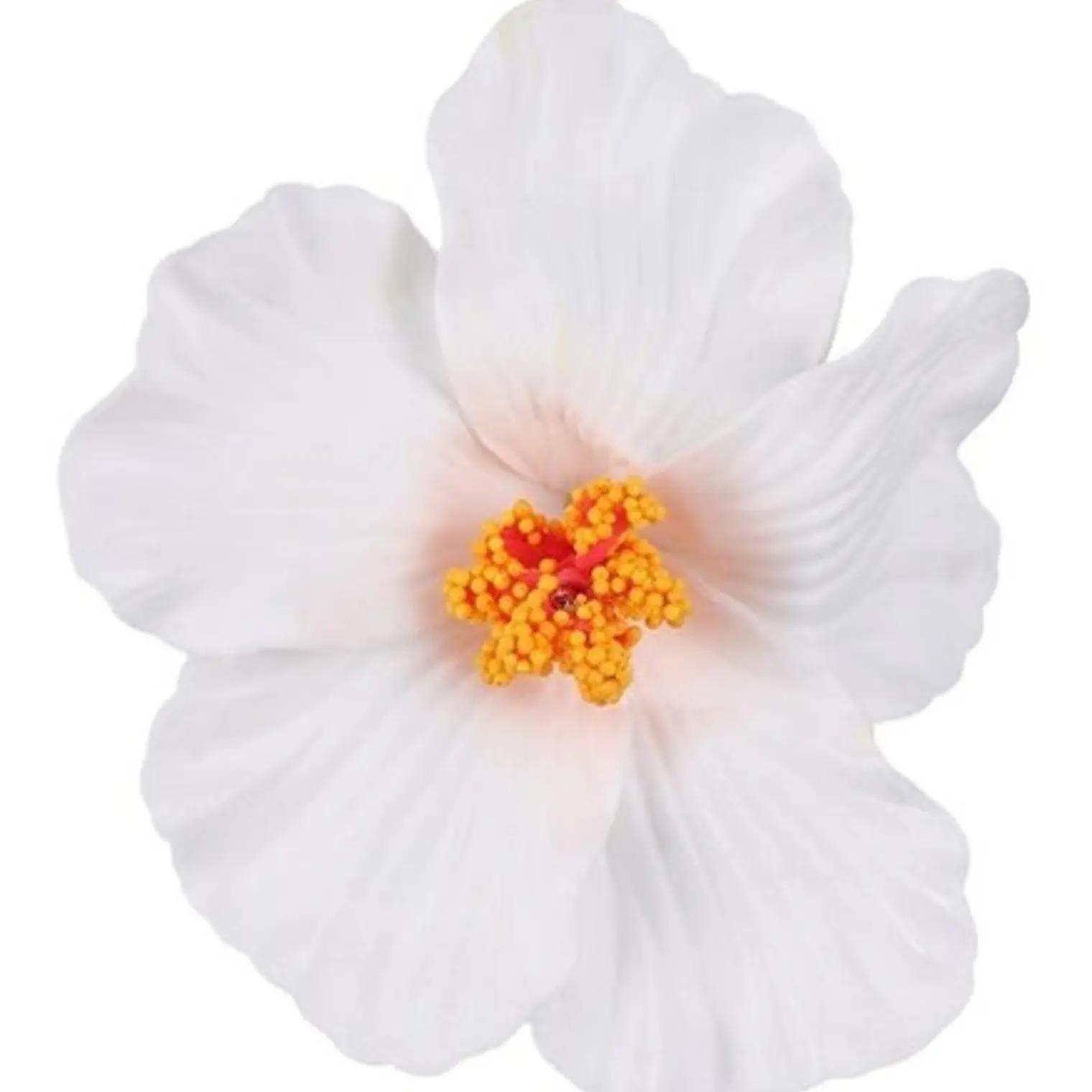 Pack 5 Flor Hibisco blanco con pinza para el cabello 4