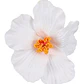 Pack 5 Flor Hibisco blanco con pinza para el cabello - Miniatura 4