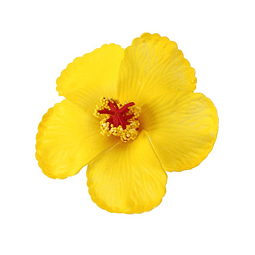 Pack 5 Flor Hibisco amarillo con pinza para el cabello