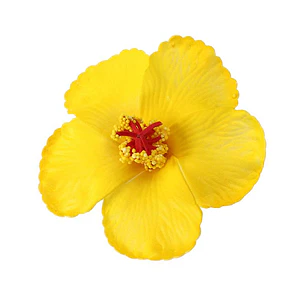 Pack 10 Flor Hibisco amarillo con pinza para el cabello
