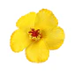 Pack 10 Flor Hibisco amarillo con pinza para el cabello - Miniatura 2