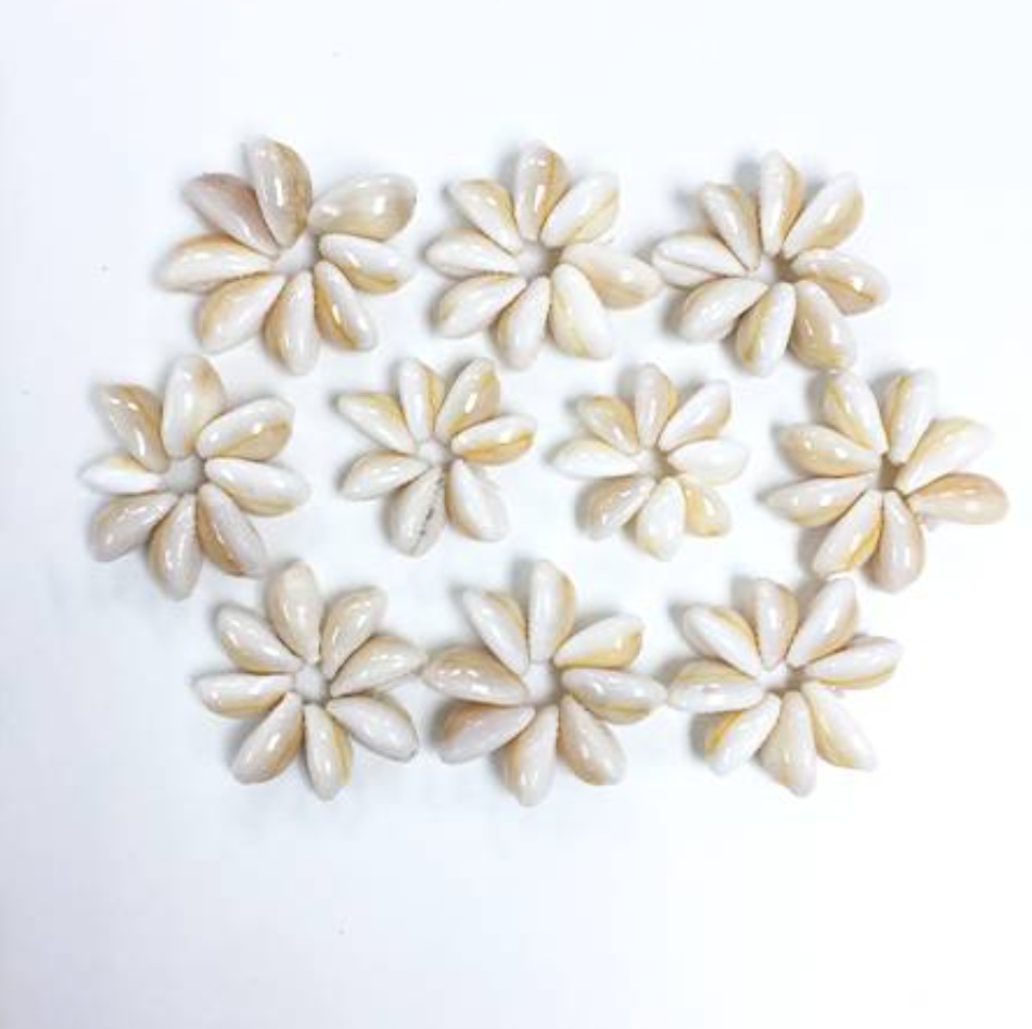 Pack 5 flor Conchitas Cauri Pure Blanco
