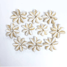 Pack 5 flor Conchitas Cauri Pure Blanco