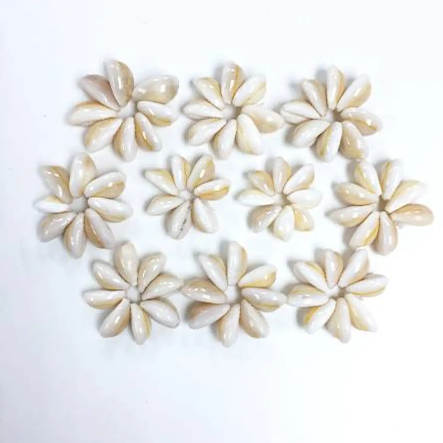 Pack 5 flor Conchitas Cauri Pure Blanco 1
