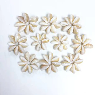 Pack 5 flor Conchitas Cauri Pure Blanco