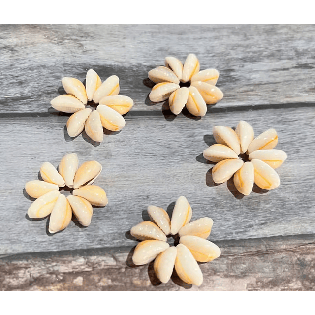 Pack 5 flor Conchitas Cauri Pure Blanco