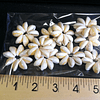 Pack 5 flor Conchitas Cauri Pure Blanco
