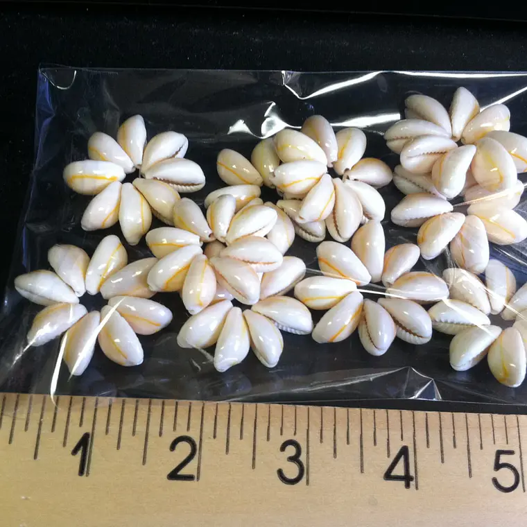 Pack 5 flor Conchitas Cauri Pure Blanco 3
