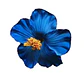Pack 5 Flor Hibisco Azul con pinza para el cabello - Miniatura 2