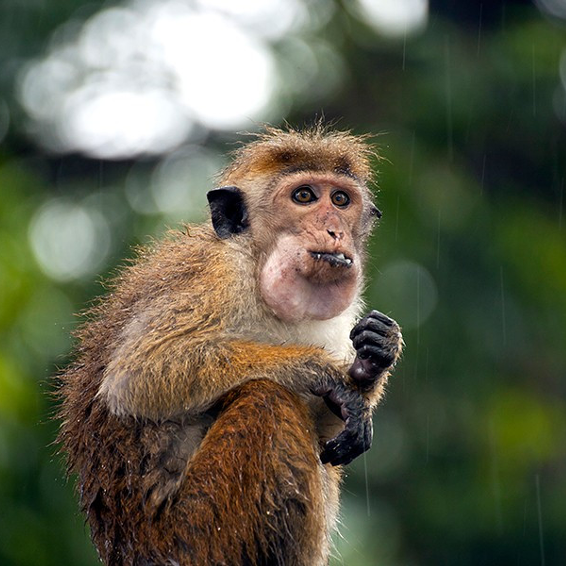 Tamron AF 70-300mm 4 - 5,6  Di  VC  USD Lente Telefoto Para Canon 6