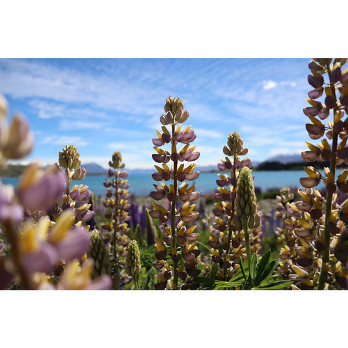 Canon 77D Con Lente 18-135 IS USM - Cámara Para Foto y Video Profesional 19