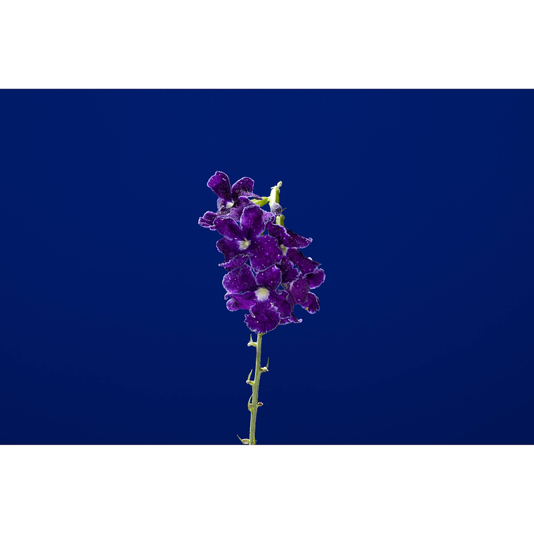 Godox ML150II Macro Ring Flash Anular Para Cámara 16