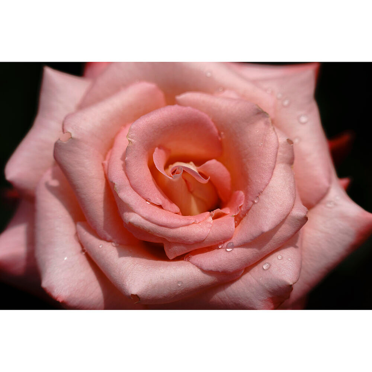 Sigma 150-600mm f/5-6.3 DG DN OS Sports Lens for Sony E 14