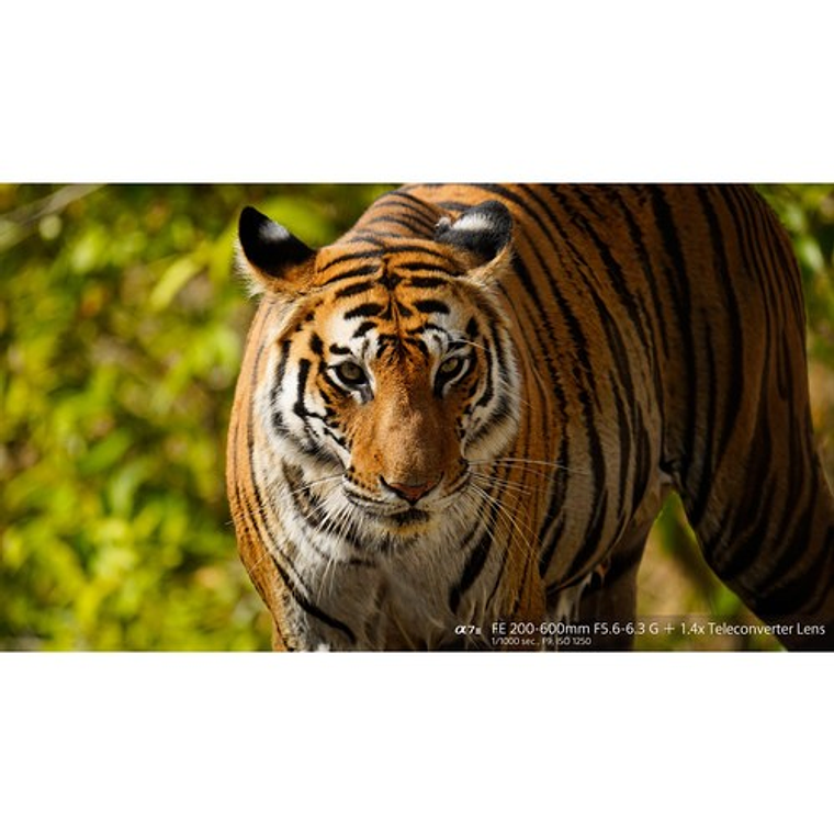 Sony FE 200-600 mm F5.6-6.3 G OSS Lente Super Teleobjetivo (SEL200600G SYX  SEL200600G) 6