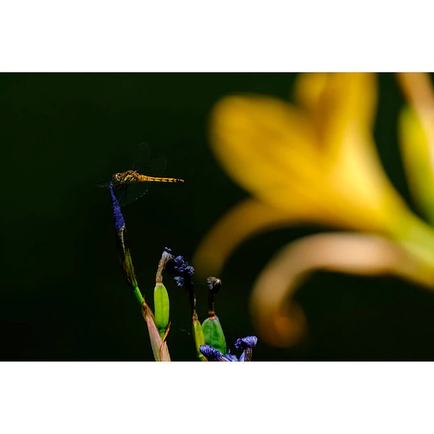 Tamron Lente 150-500 mm. f/5-6,7 Di III VC VXD para FUJIFILM X 16