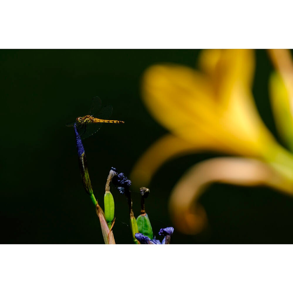 Tamron Lente 150-500 mm. f/5-6,7 Di III VC VXD para FUJIFILM X 16