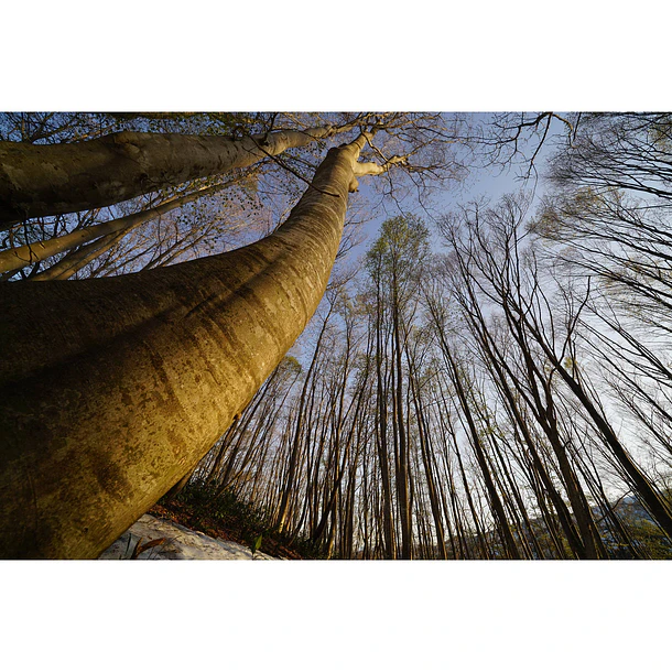 Sony FE 16-35mm F2.8 GM Lente Montura E Full Frame [SEL1635GM] 10
